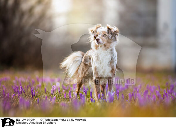 Miniature American Shepherd / UM-01954