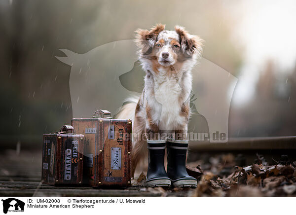 Miniature American Shepherd / Miniature American Shepherd / UM-02008