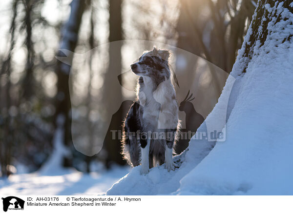 Miniature American Shepherd im Winter / AH-03176
