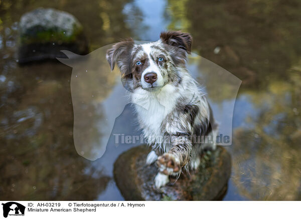 Miniature American Shepherd / Miniature American Shepherd / AH-03219