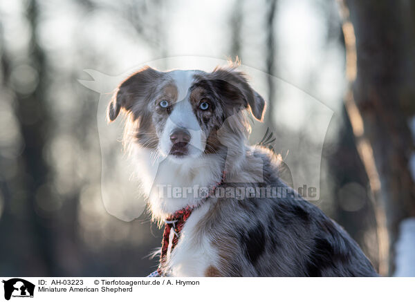 Miniature American Shepherd / Miniature American Shepherd / AH-03223