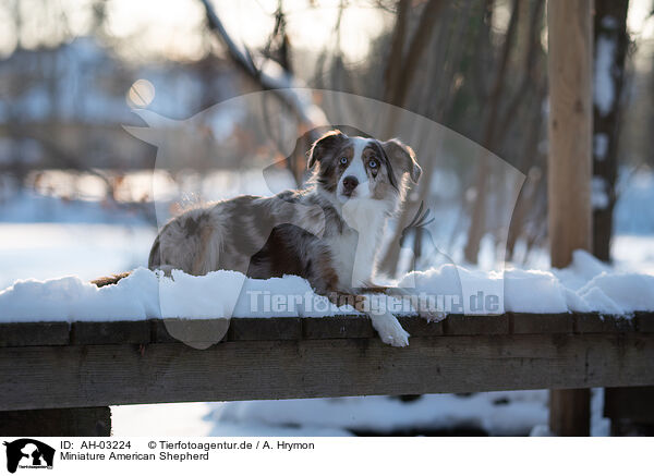Miniature American Shepherd / Miniature American Shepherd / AH-03224