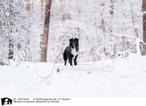 Miniature American Shepherd im Schnee / AH-03244