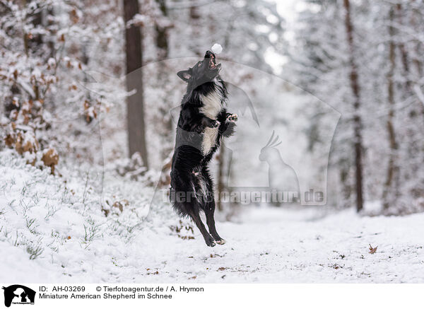 Miniature American Shepherd im Schnee / AH-03269