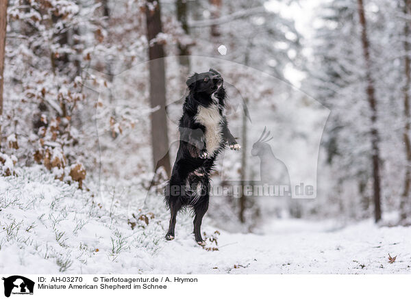 Miniature American Shepherd im Schnee / AH-03270