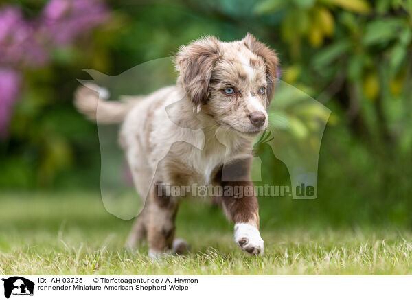 rennender Miniature American Shepherd Welpe / AH-03725