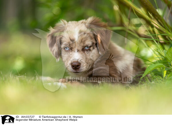 liegender Miniature American Shepherd Welpe / AH-03727