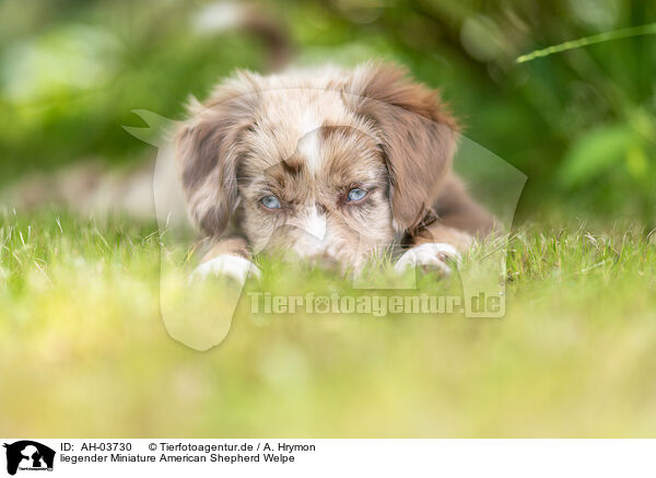 liegender Miniature American Shepherd Welpe / AH-03730