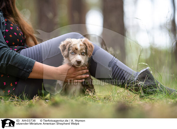 sitzender Miniature American Shepherd Welpe / AH-03736