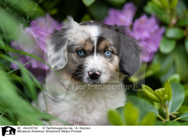 Miniature American Shepherd Welpe Portrait / AH-03742