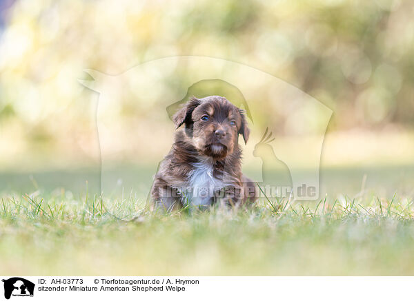sitzender Miniature American Shepherd Welpe / sitting Miniature American Shepherd puppy / AH-03773