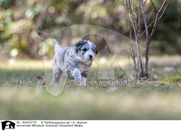 rennender Miniature American Shepherd Welpe / AH-03775