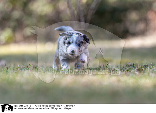 rennender Miniature American Shepherd Welpe / AH-03776
