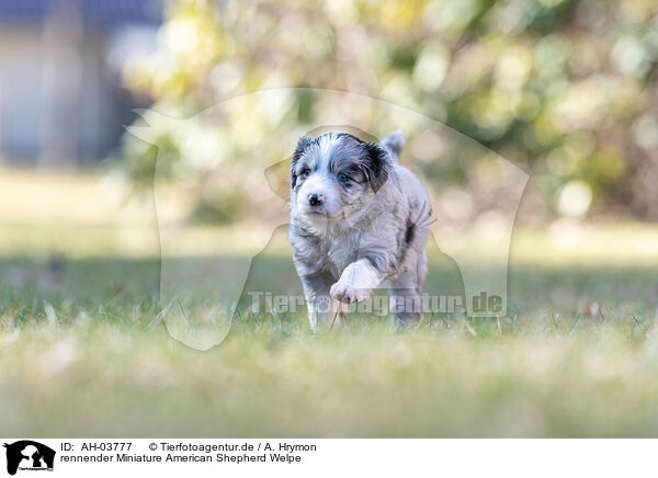 rennender Miniature American Shepherd Welpe / running Miniature American Shepherd puppy / AH-03777