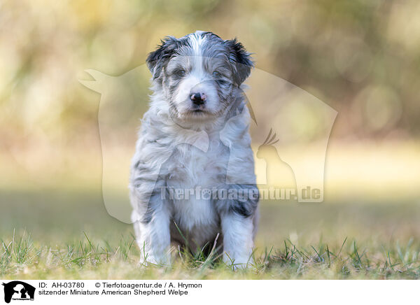 sitzender Miniature American Shepherd Welpe / AH-03780