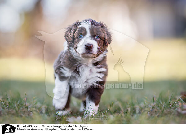 Miniature American Shepherd Welpe steht auf Wiese / AH-03799