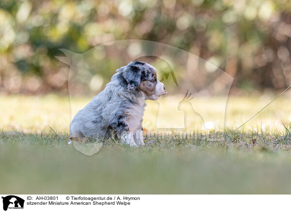 sitzender Miniature American Shepherd Welpe / sitting Miniature American Shepherd puppy / AH-03801