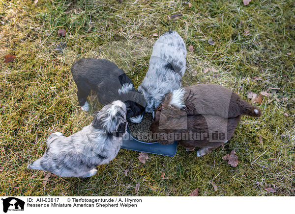 fressende Miniature American Shepherd Welpen / Eating Miniature American Shepherd Puppies / AH-03817