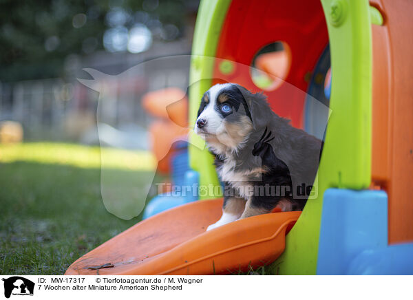 7 Wochen alter Miniature American Shepherd / MW-17317