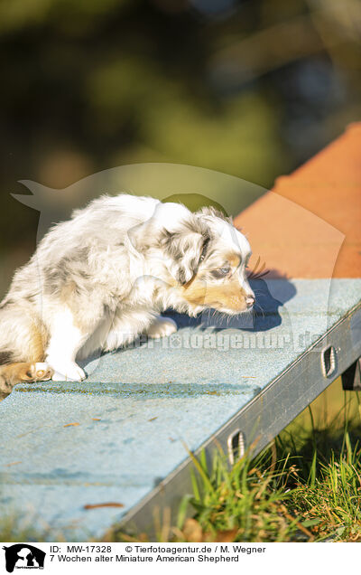 7 Wochen alter Miniature American Shepherd / MW-17328