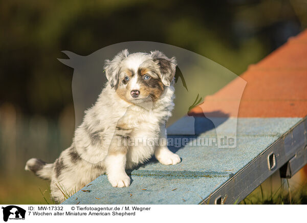 7 Wochen alter Miniature American Shepherd / 7 weeks old Miniature American Shepherd / MW-17332