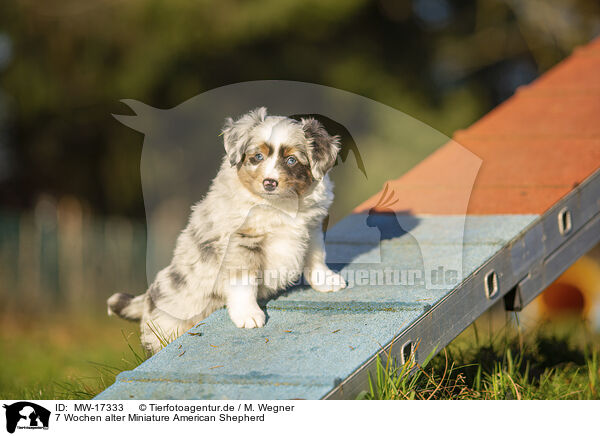 7 Wochen alter Miniature American Shepherd / MW-17333