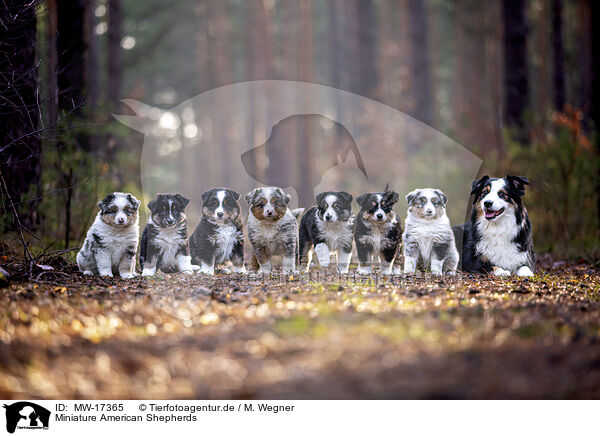 Miniature American Shepherds / MW-17365