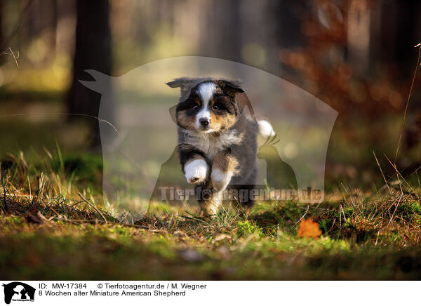 8 Wochen alter Miniature American Shepherd / MW-17384