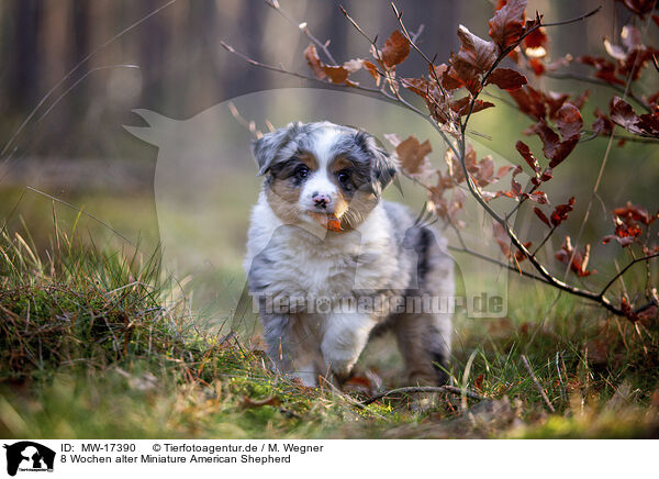 8 Wochen alter Miniature American Shepherd / 8 weeks old Miniature American Shepherd / MW-17390