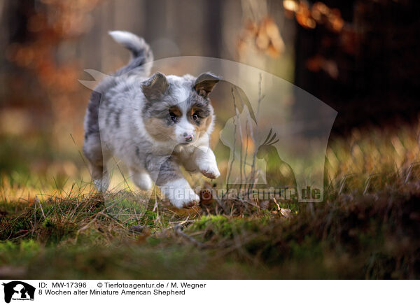 8 Wochen alter Miniature American Shepherd / MW-17396