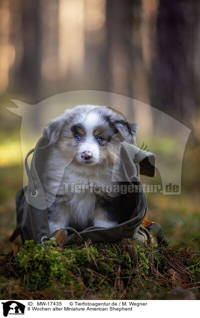 8 Wochen alter Miniature American Shepherd / MW-17435