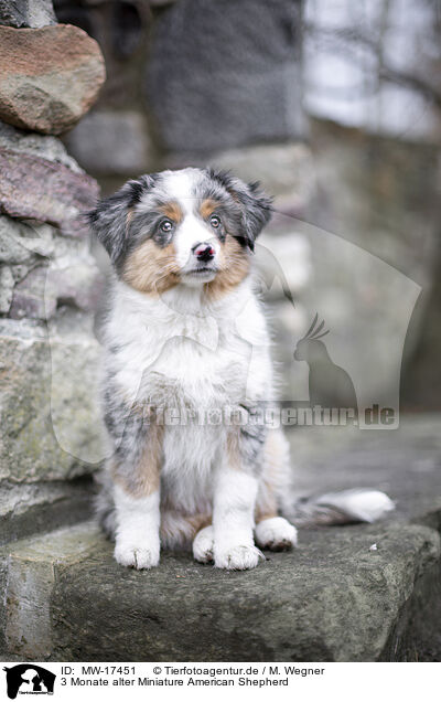 3 Monate alter Miniature American Shepherd / MW-17451