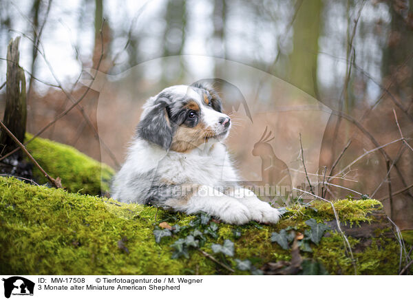 3 Monate alter Miniature American Shepherd / MW-17508