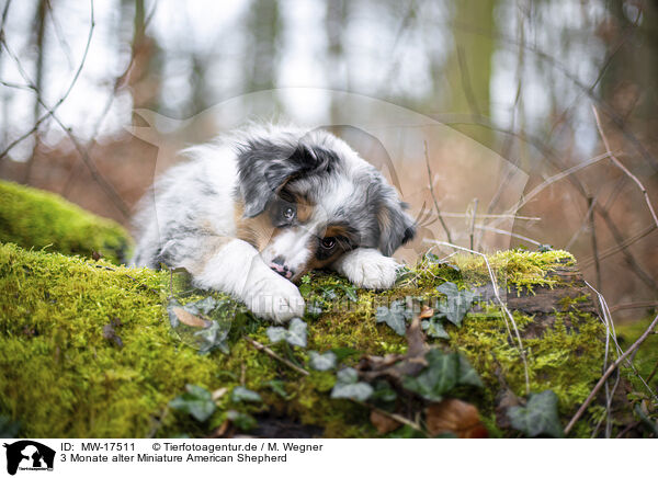 3 Monate alter Miniature American Shepherd / MW-17511