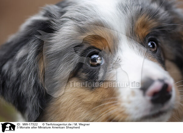 3 Monate alter Miniature American Shepherd / 3 months old Miniature American Shepherd / MW-17522