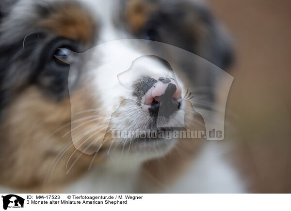 3 Monate alter Miniature American Shepherd / 3 months old Miniature American Shepherd / MW-17523
