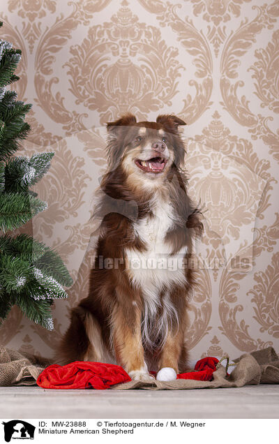 Miniature American Shepherd / Miniature American Shepherd / MW-23888