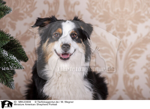 Miniature American Shepherd Portrait / Miniature American Shepherd Portrait / MW-23908