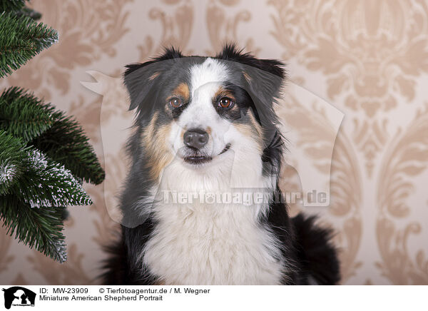 Miniature American Shepherd Portrait / Miniature American Shepherd Portrait / MW-23909