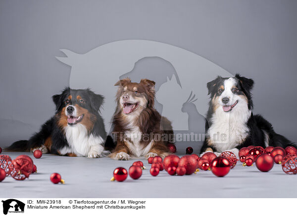 Miniature American Shepherd mit Christbaumkugeln / Miniature American Shepherd with Christmas baubles / MW-23918