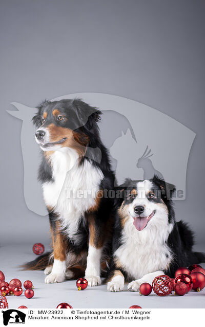 Miniature American Shepherd mit Christbaumkugeln / Miniature American Shepherd with Christmas baubles / MW-23922
