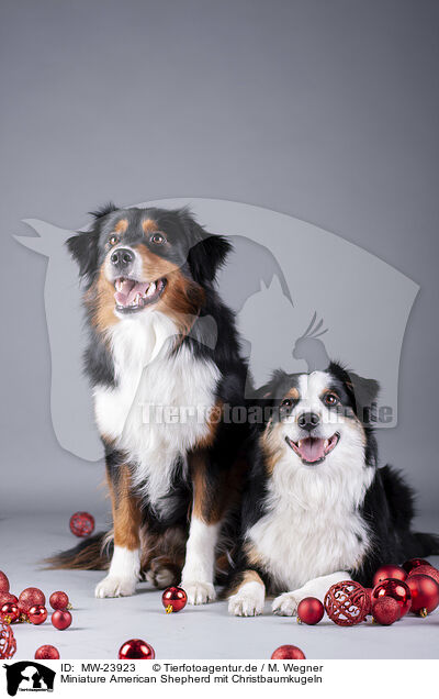 Miniature American Shepherd mit Christbaumkugeln / Miniature American Shepherd with Christmas baubles / MW-23923