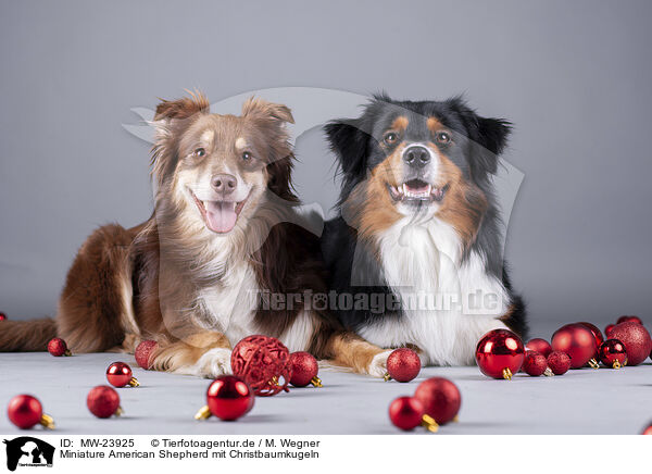 Miniature American Shepherd mit Christbaumkugeln / Miniature American Shepherd with Christmas baubles / MW-23925