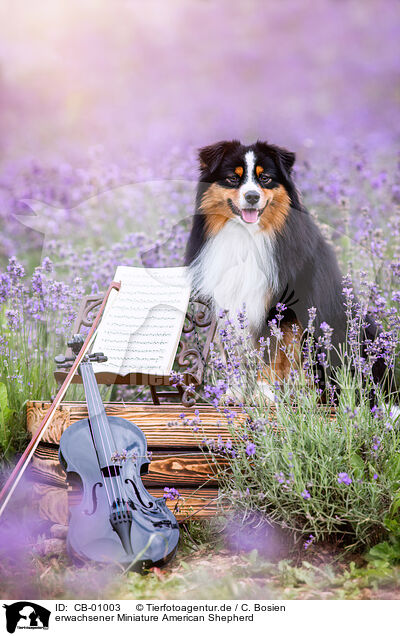 erwachsener Miniature American Shepherd / CB-01003