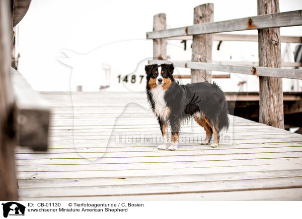 erwachsener Miniature American Shepherd / adult Miniature American Shepherd / CB-01130