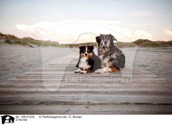 2 Hunde / 2 dogs / CB-01242