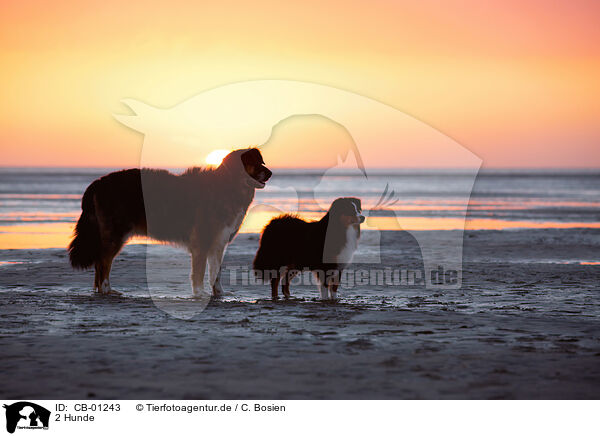 2 Hunde / 2 dogs / CB-01243