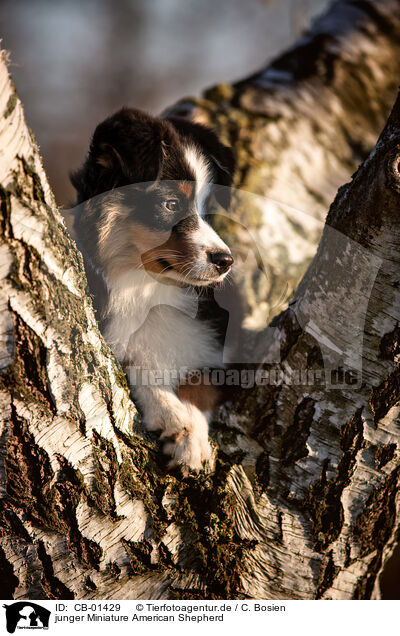 junger Miniature American Shepherd / CB-01429