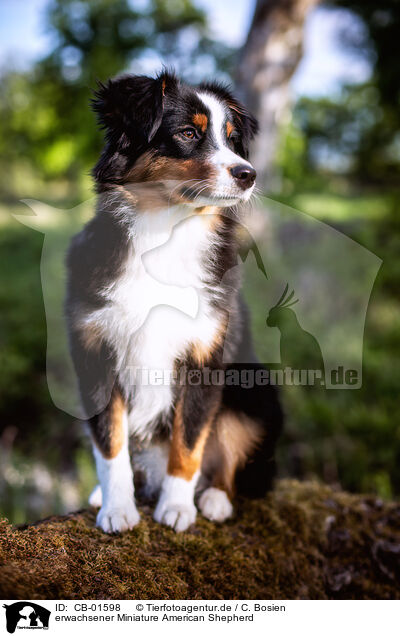 erwachsener Miniature American Shepherd / CB-01598