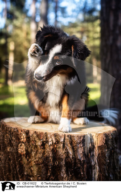 erwachsener Miniature American Shepherd / adult Miniature American Shepherd / CB-01622